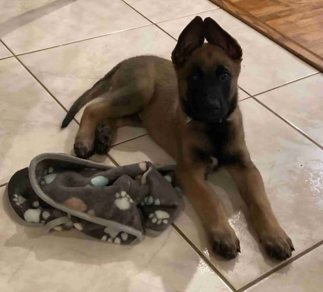 Holiday Farms Belgian Malinois Puppies media 10