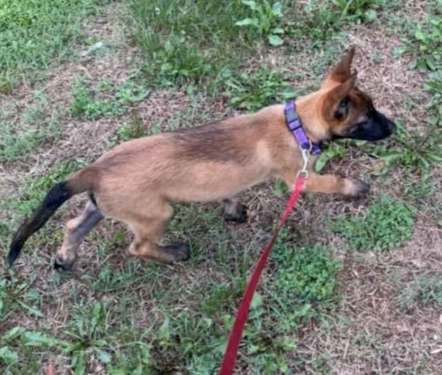 Holiday Farms Belgian Malinois Puppies media 3