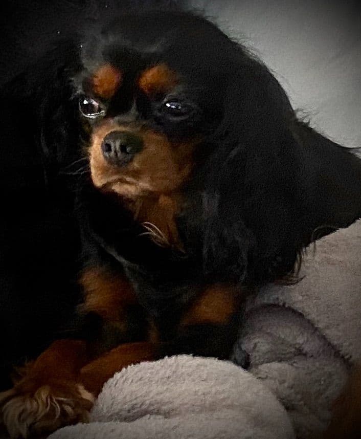 Cavalier King Charles Spaniel Puppies breeder image 1