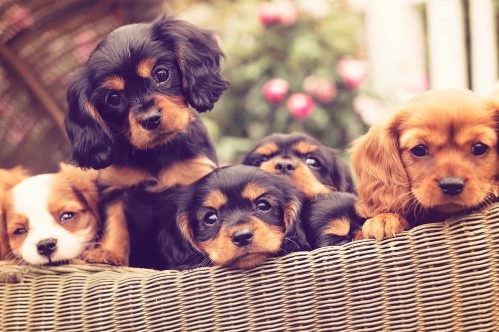 Cavalier King Charles Spaniel Puppies breeder image 3