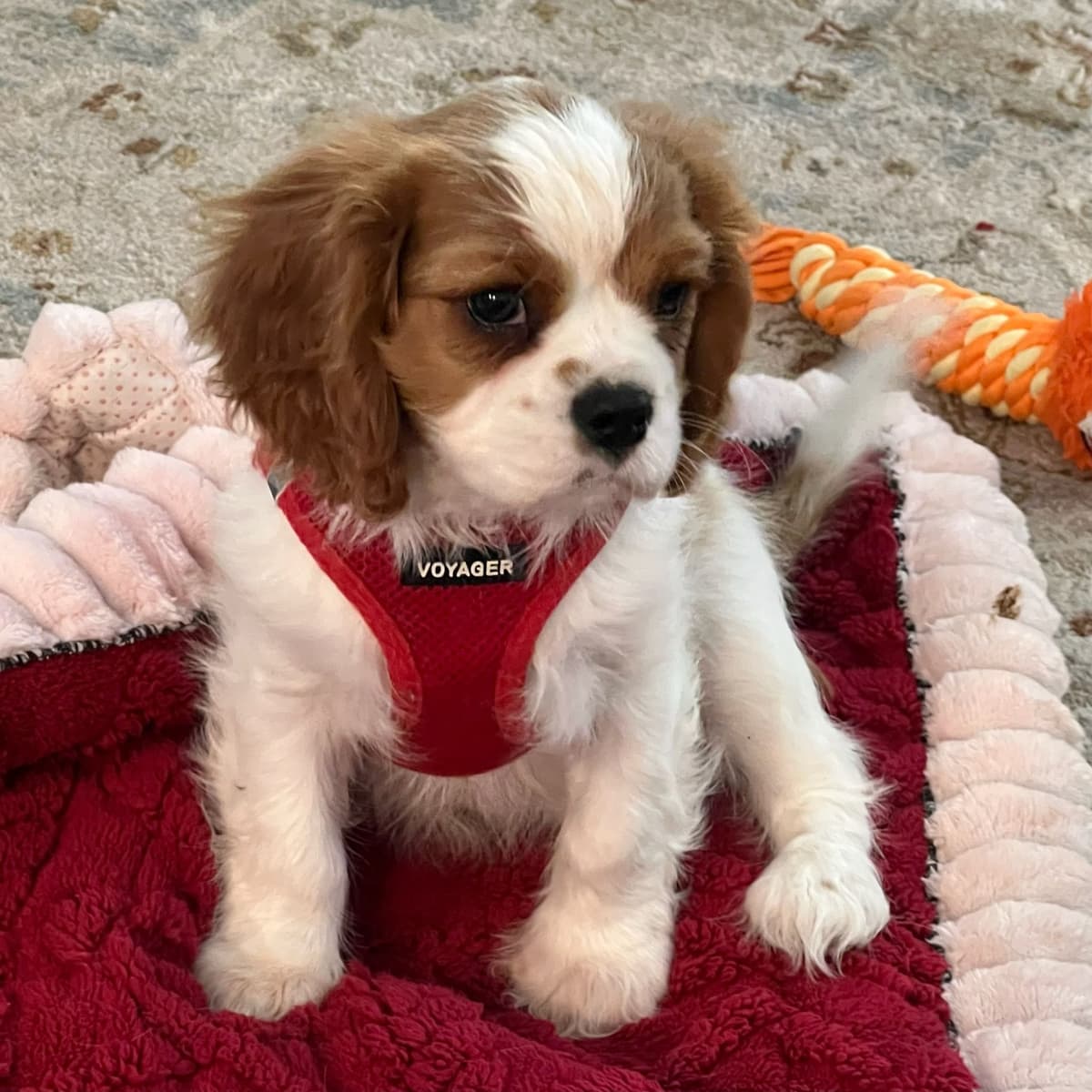 Cavalier King Charles Spaniel Puppies breeder image 4