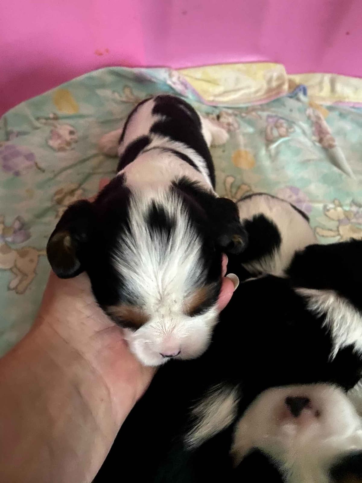 Cavalier King Charles Spaniel Puppies breeder image 5
