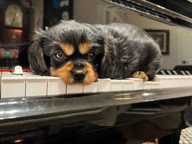 Cavalier King Charles Spaniel Puppies media 2