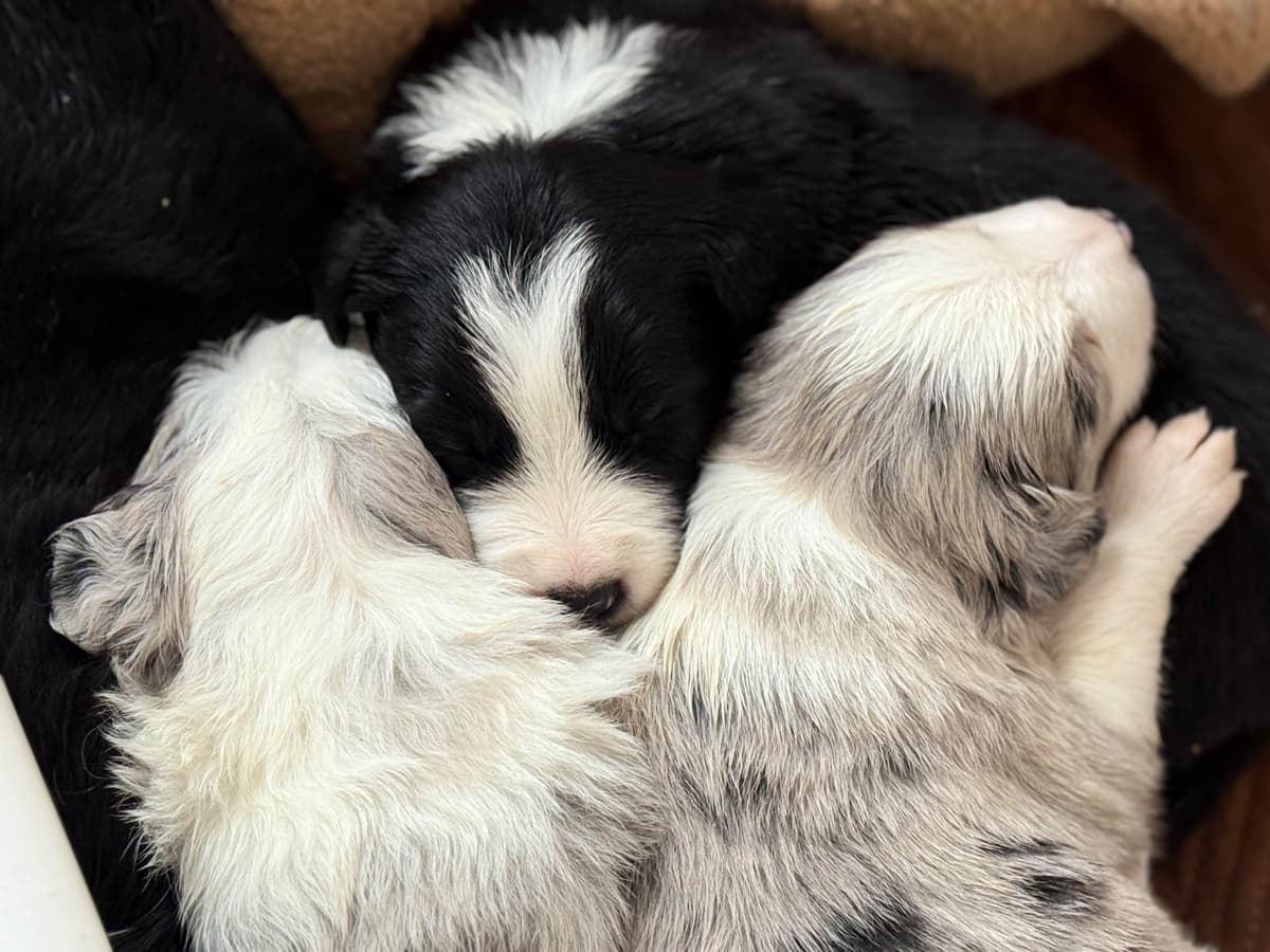 Border Collie Puppies breeder image 1