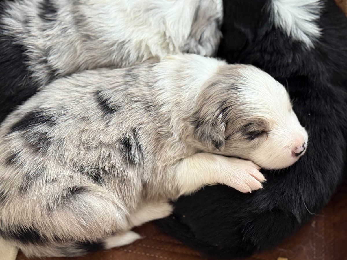 Border Collie Puppies breeder image 2