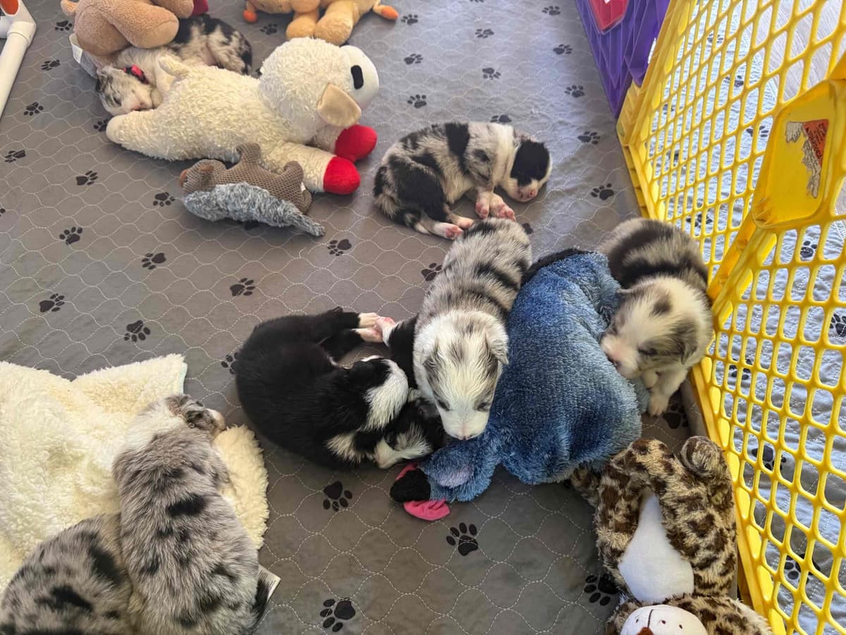 Border Collie Puppies breeder image 3
