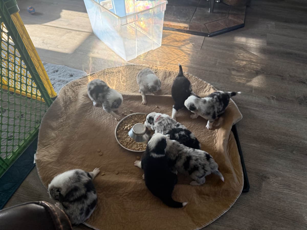Border Collie Puppies breeder image 4