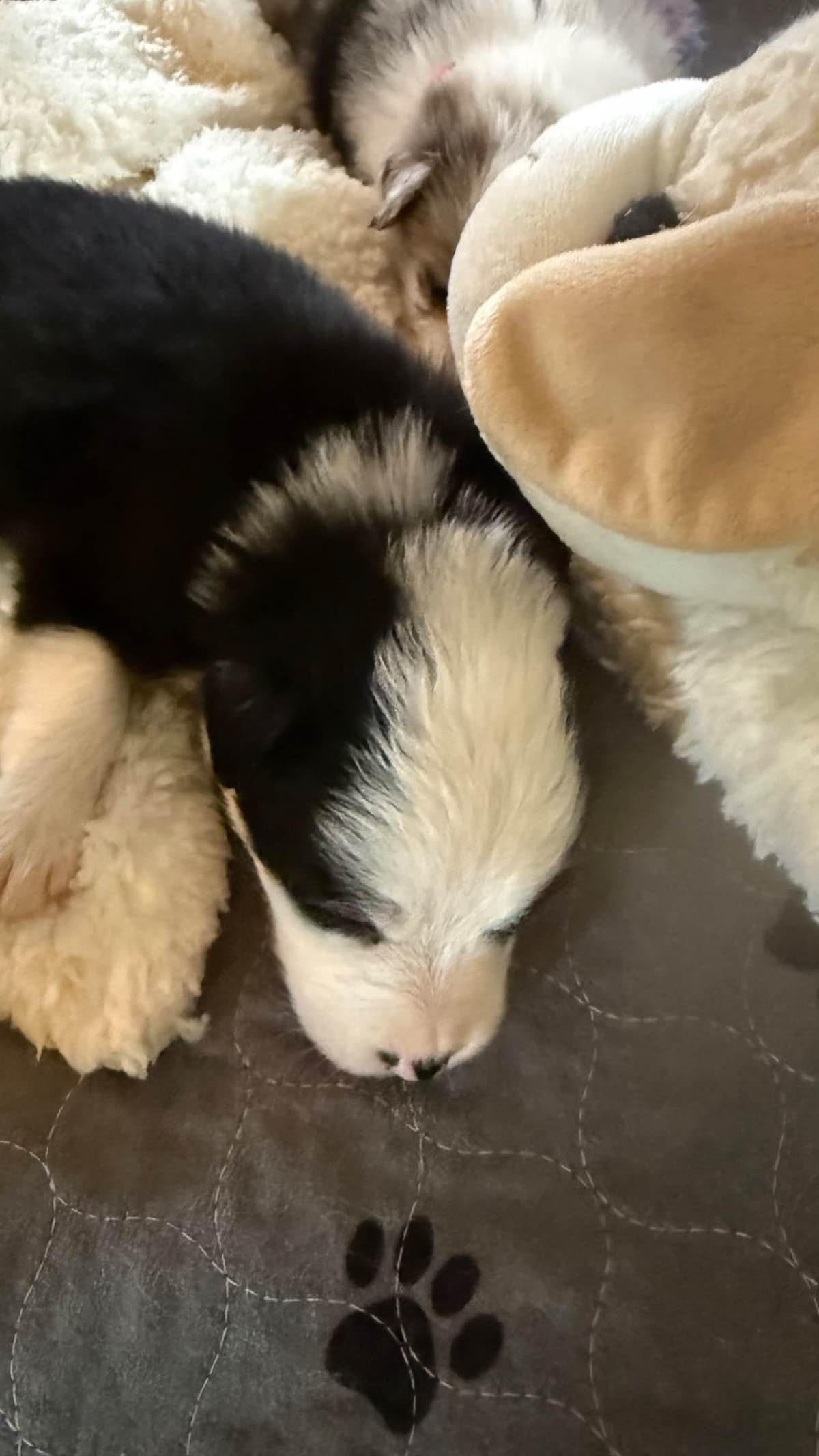 Border Collie Puppies breeder image 6