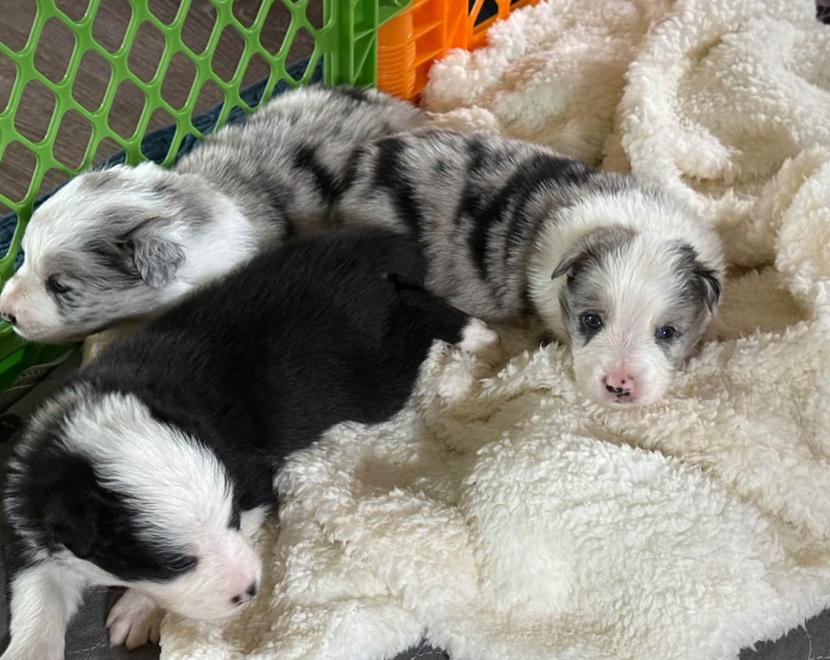 Border Collie Puppies breeder image 7