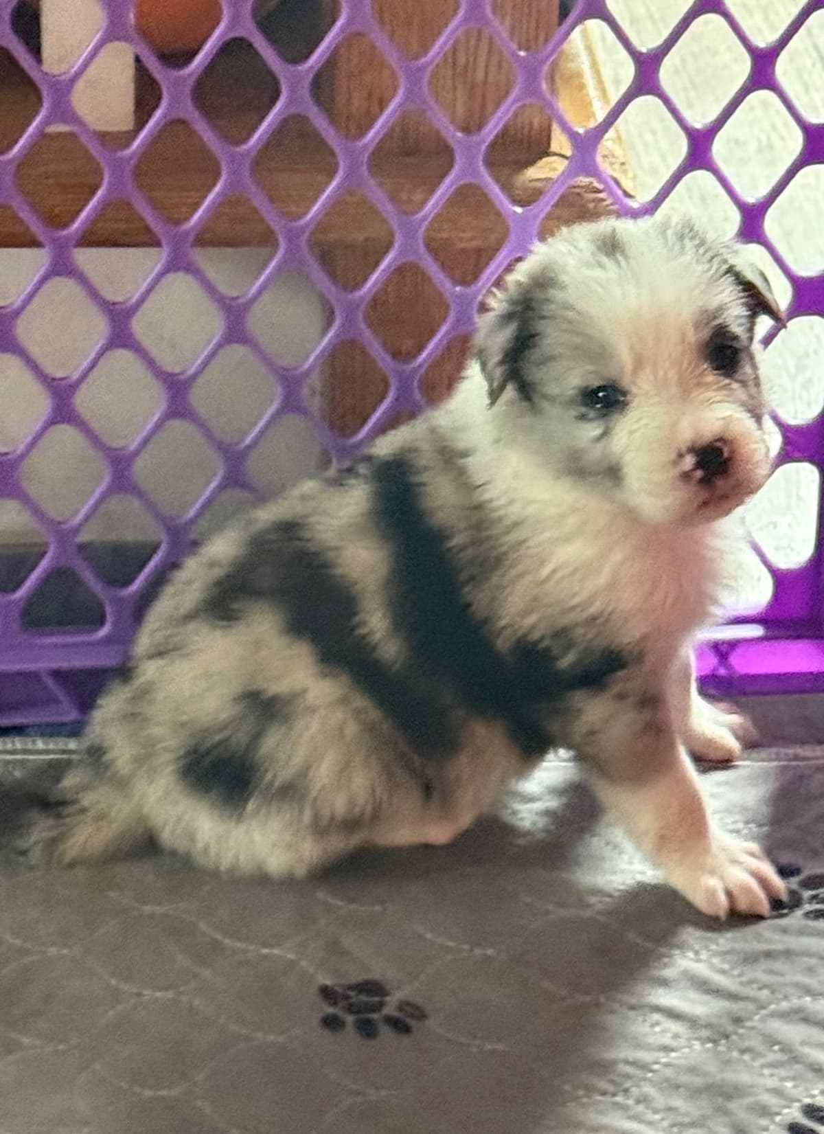 Border Collie Puppies breeder image 8