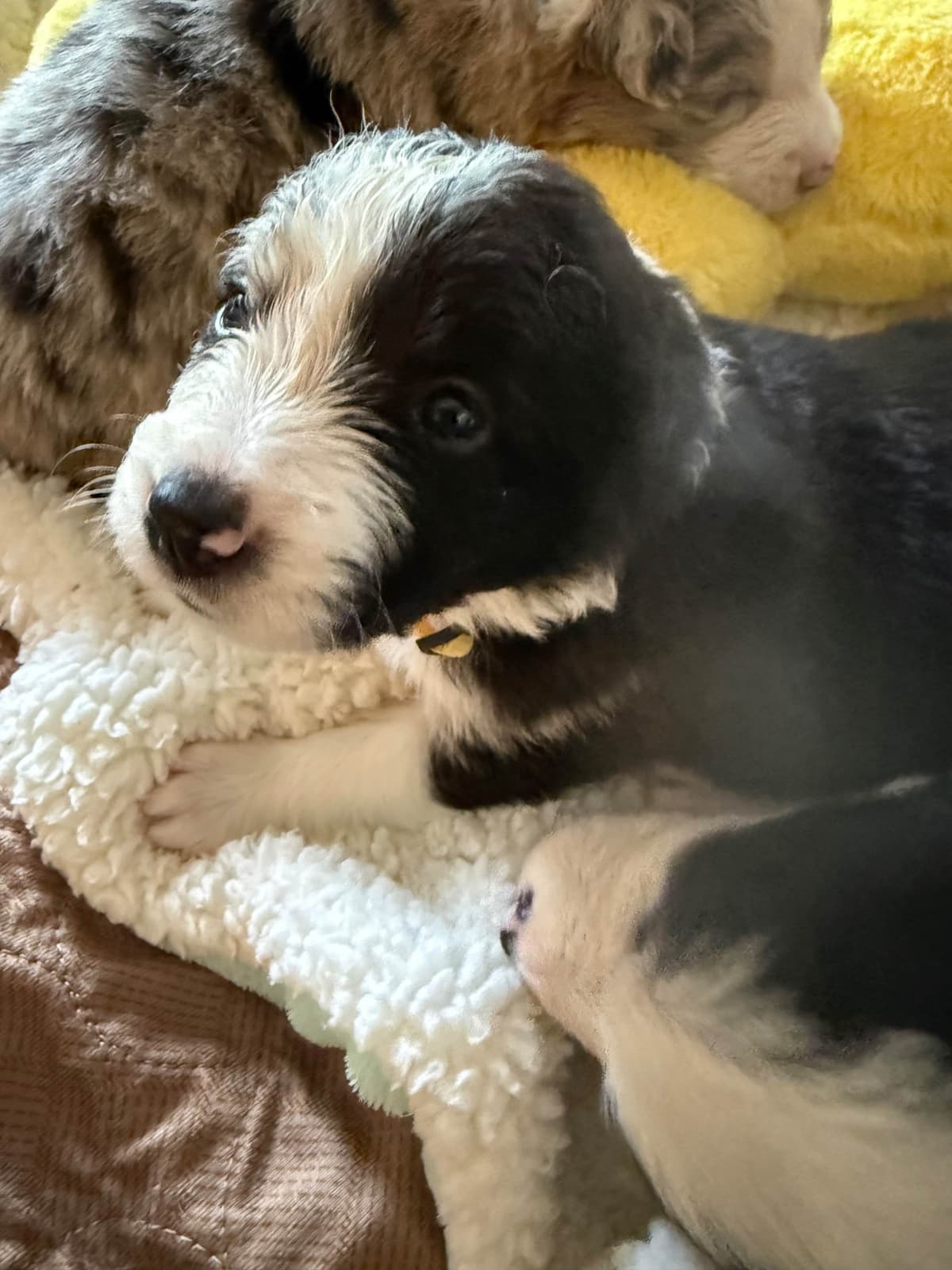 Border Collie Puppies breeder image 9