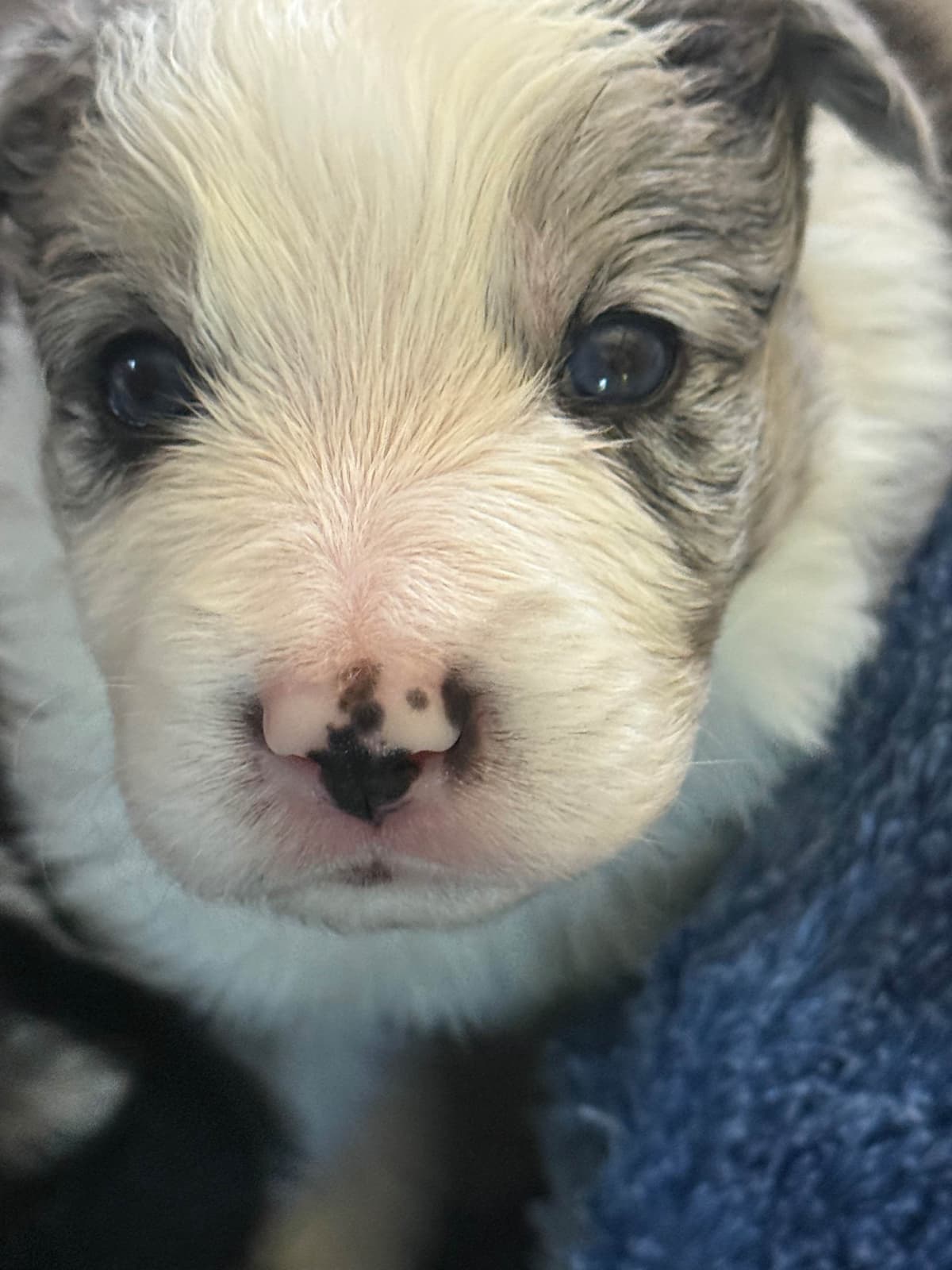 Border Collie Puppies breeder image 11