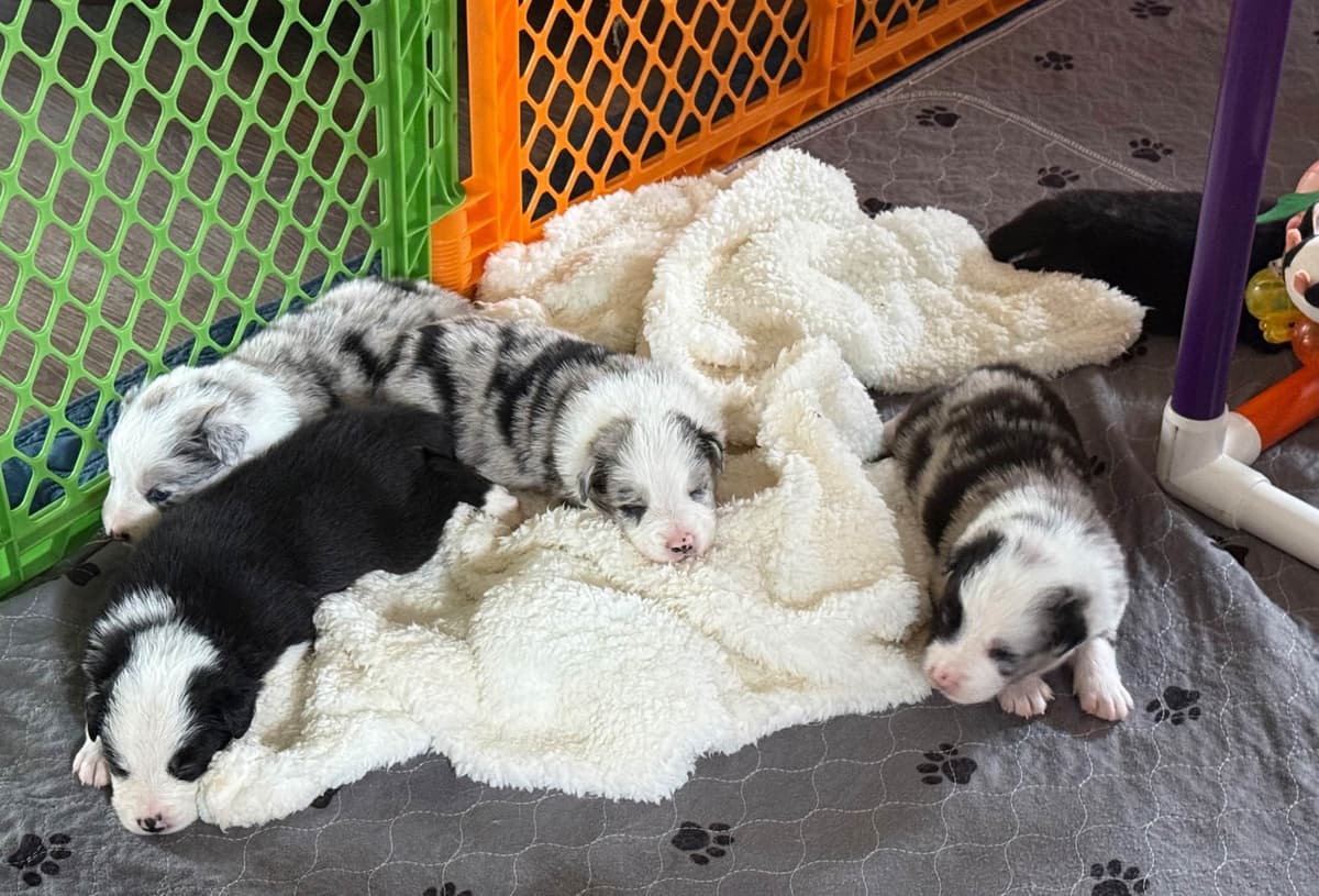 Border Collie Puppies breeder image 10