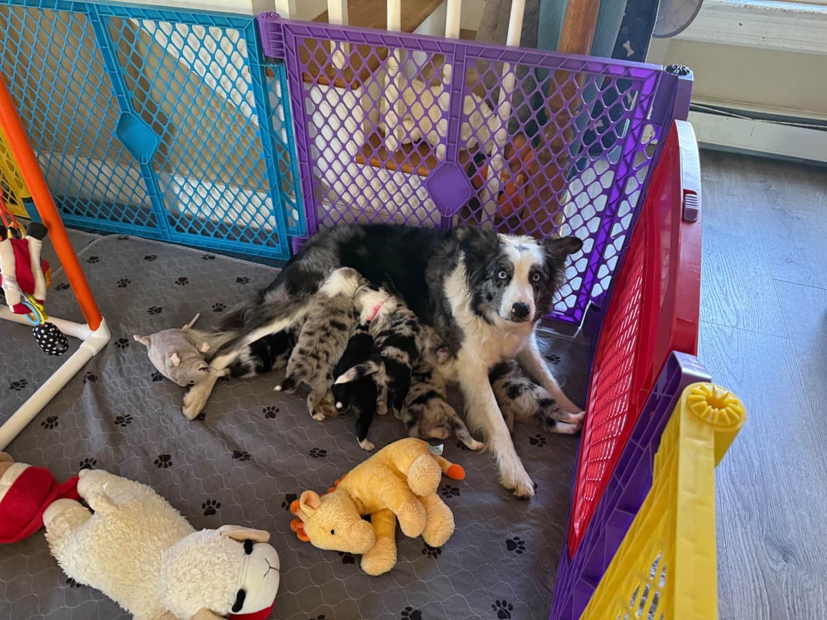 Border Collie Puppies breeder image 12