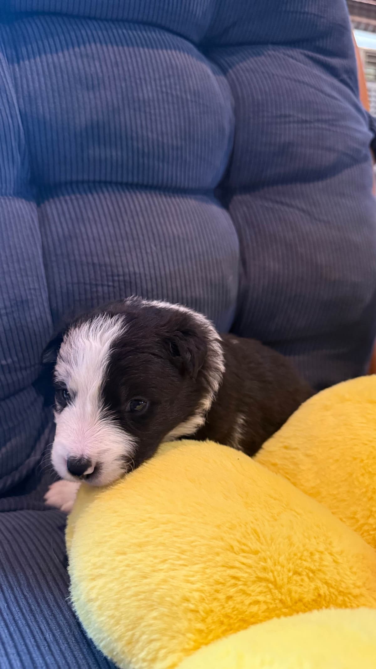 Border Collie Puppies breeder image 13