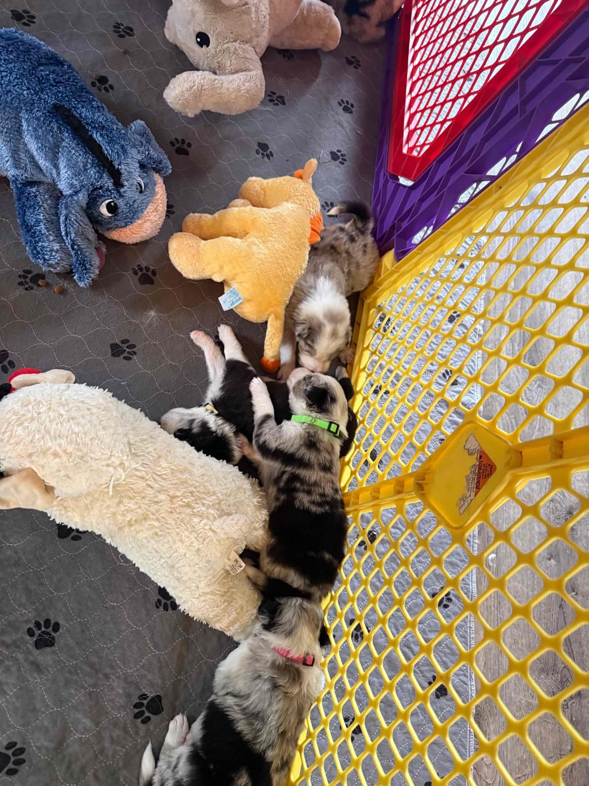 Border Collie Puppies breeder image 15