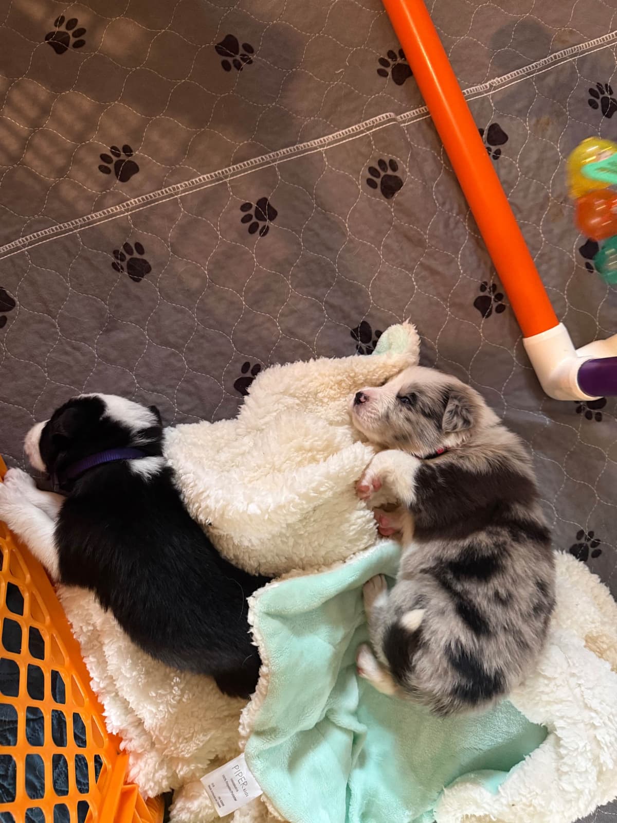 Border Collie Puppies breeder image 14