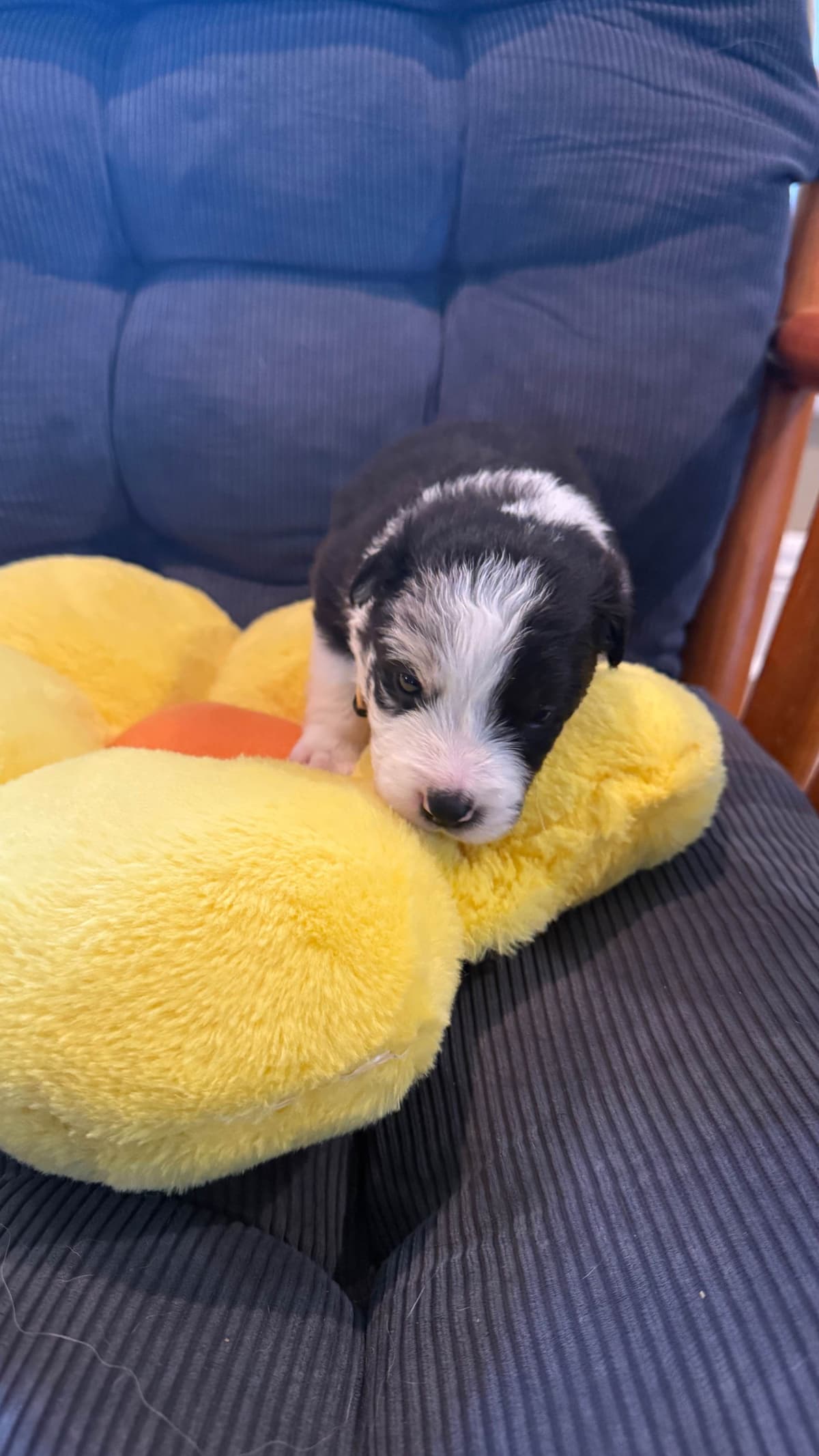 Border Collie Puppies breeder image 16