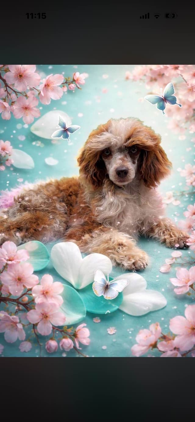 Poodle Puppies media 2