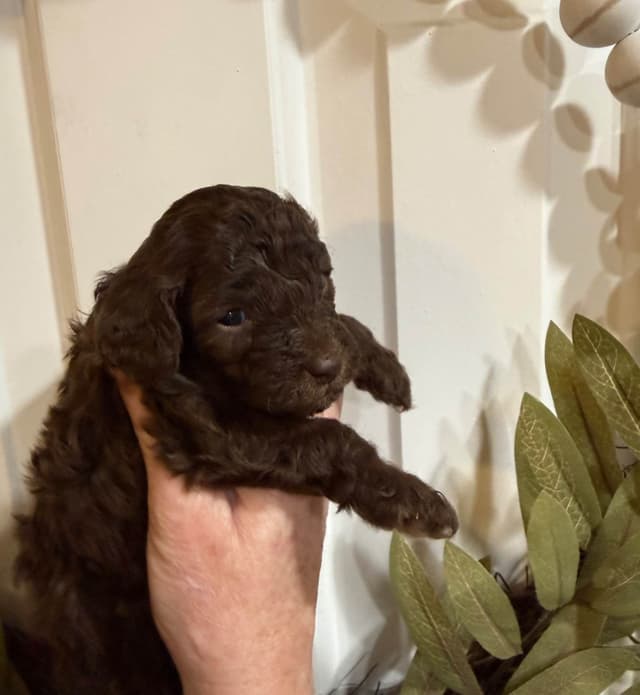 Poodle Puppies media 3