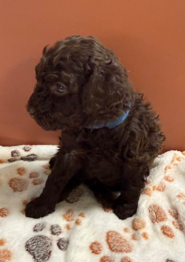 Poodle Puppies media 4