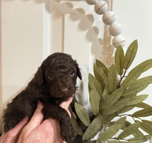 Poodle Puppies media 5