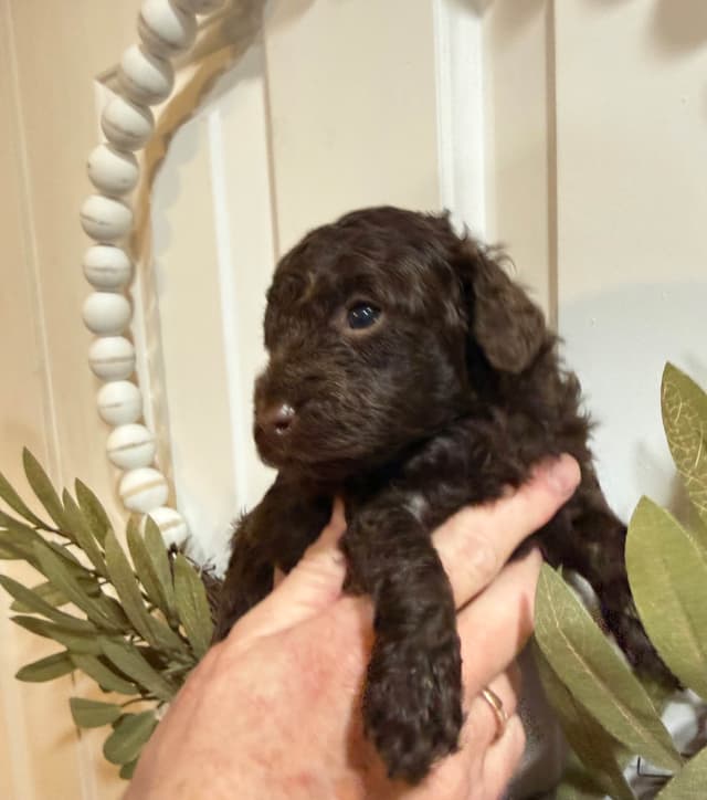 Poodle Puppies media 6