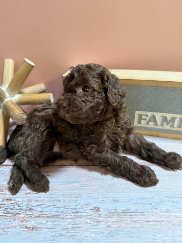 Poodle Puppies media 8