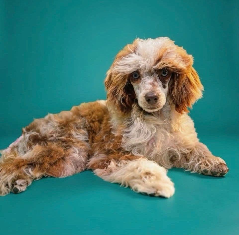 Poodle Puppies breeder image 2