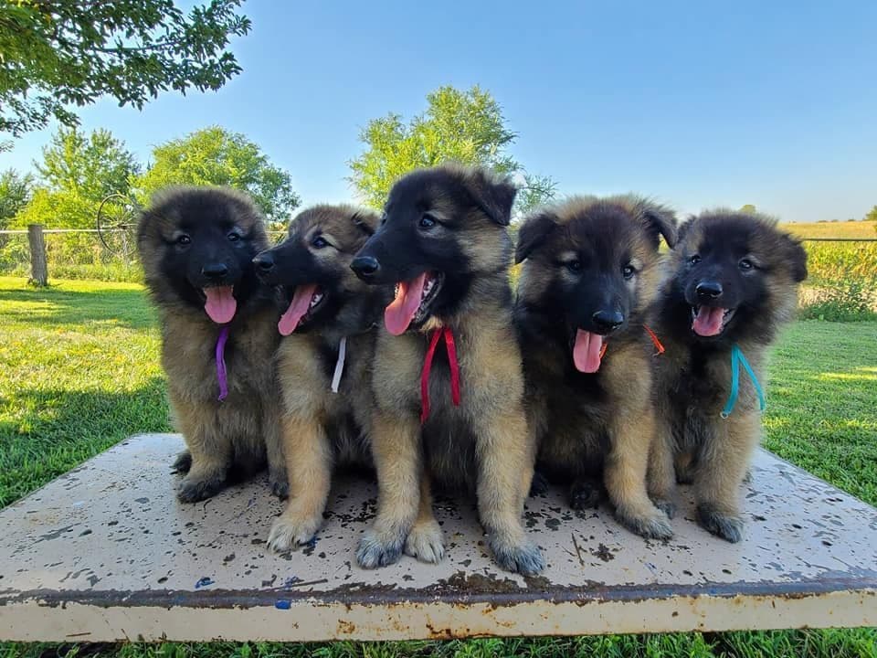 Belgian Tervuren Puppies breeder image 2