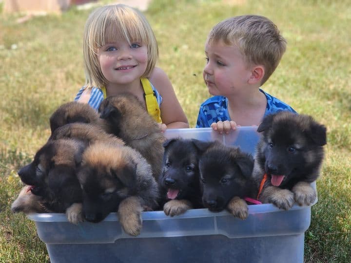 Belgian Tervuren Puppies breeder image 4