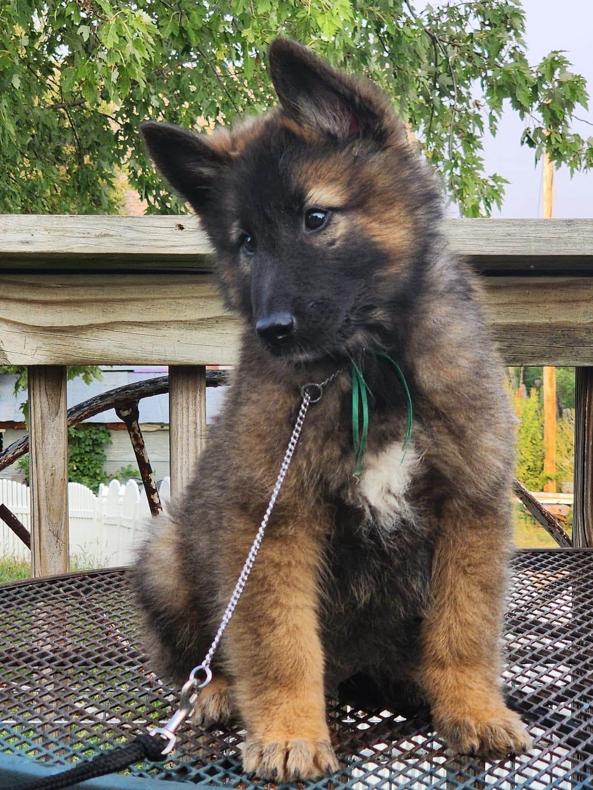 Belgian Tervuren Puppies breeder image 5