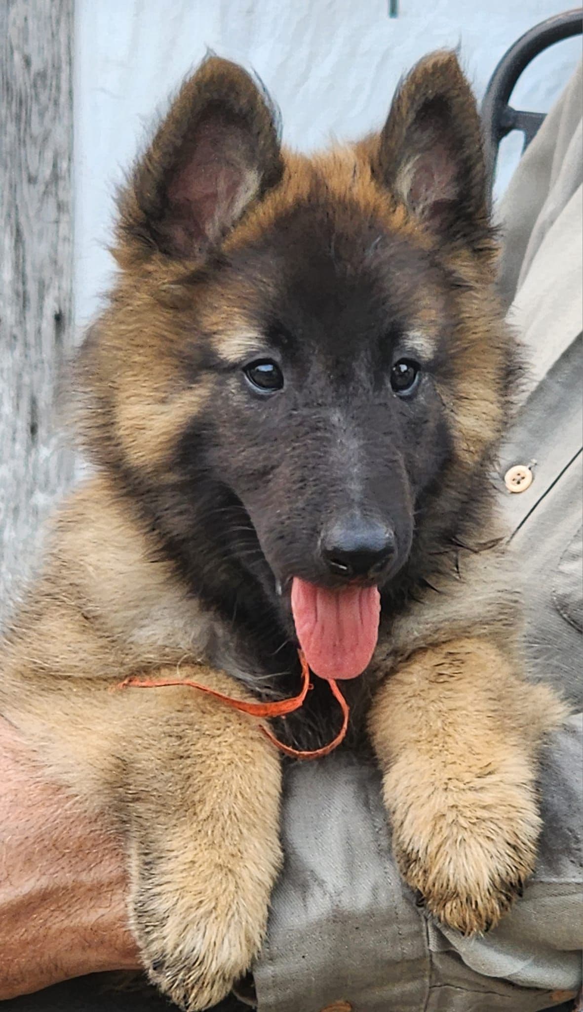 Belgian Tervuren Puppies breeder image 6