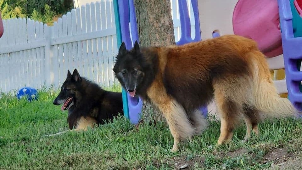 Belgian Tervuren Puppies breeder image 7
