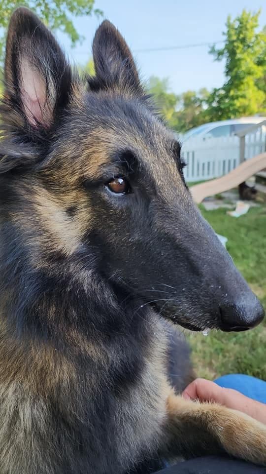 Belgian Tervuren Puppies breeder image 9