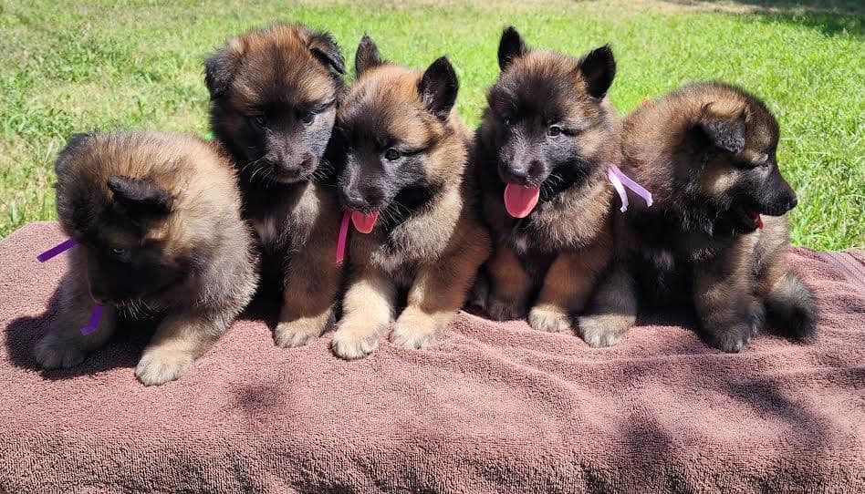 Belgian Tervuren Puppies breeder image 8