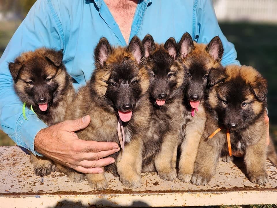 Belgian Tervuren Puppies breeder image 11