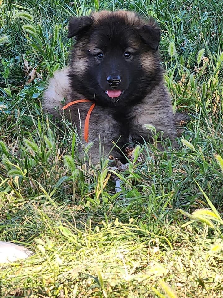 Belgian Tervuren Puppies breeder image 12