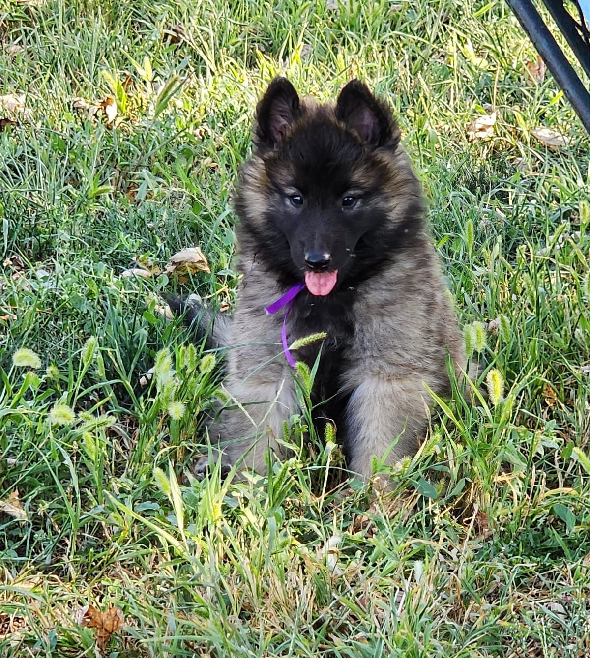 Belgian Tervuren Puppies breeder image 13
