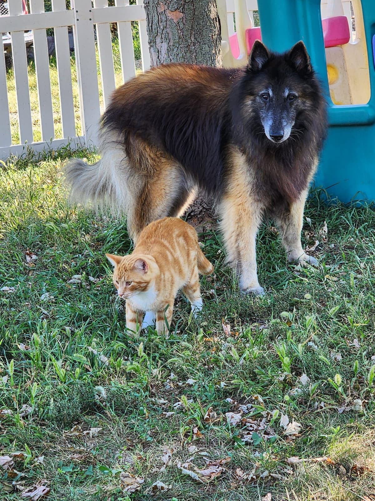 Belgian Tervuren Puppies breeder image 14