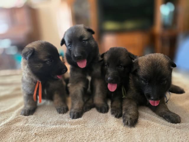 Belgian Tervuren Puppies media 2