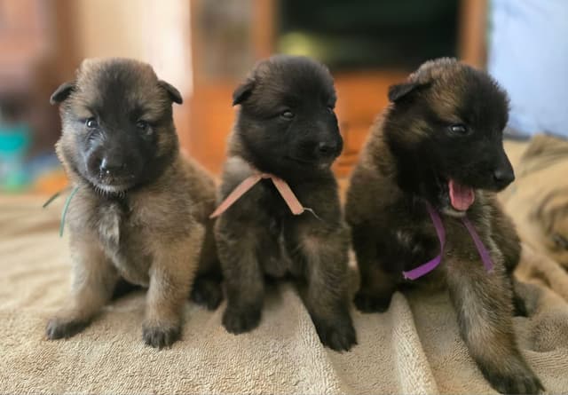 Belgian Tervuren Puppies media 3