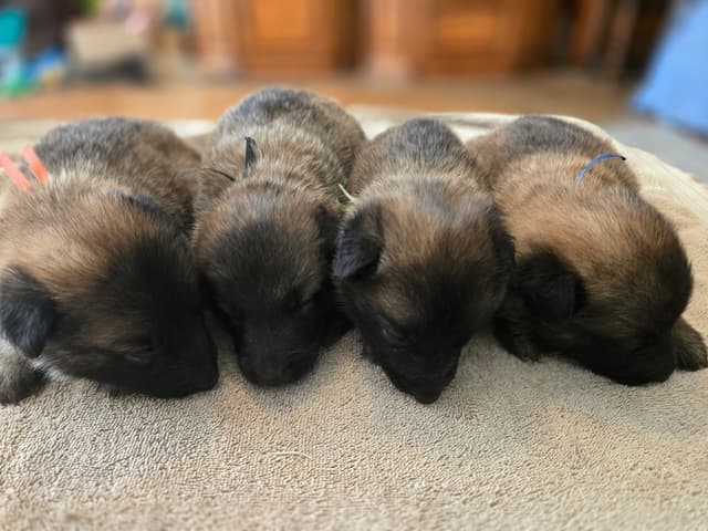 Belgian Tervuren Puppies media 4