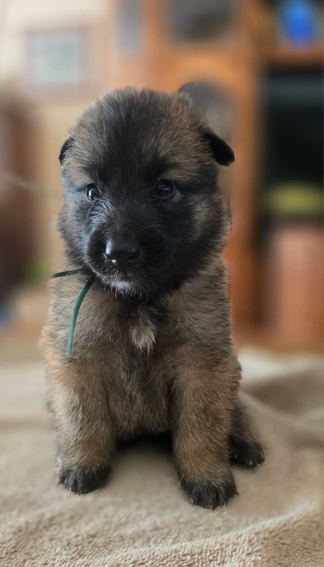 Belgian Tervuren Puppies media 5