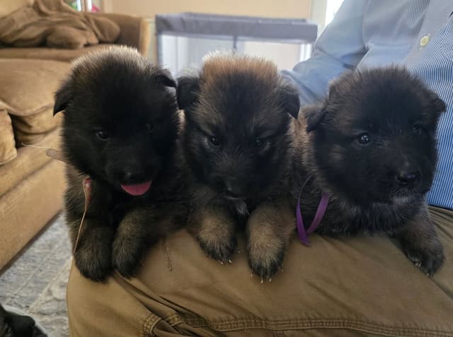 Belgian Tervuren Puppies media 6
