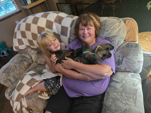 Belgian Tervuren Puppies media 7