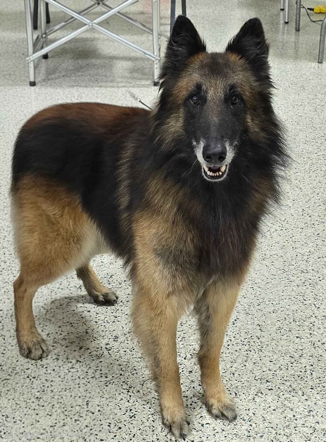 Belgian Tervuren Puppies media 8