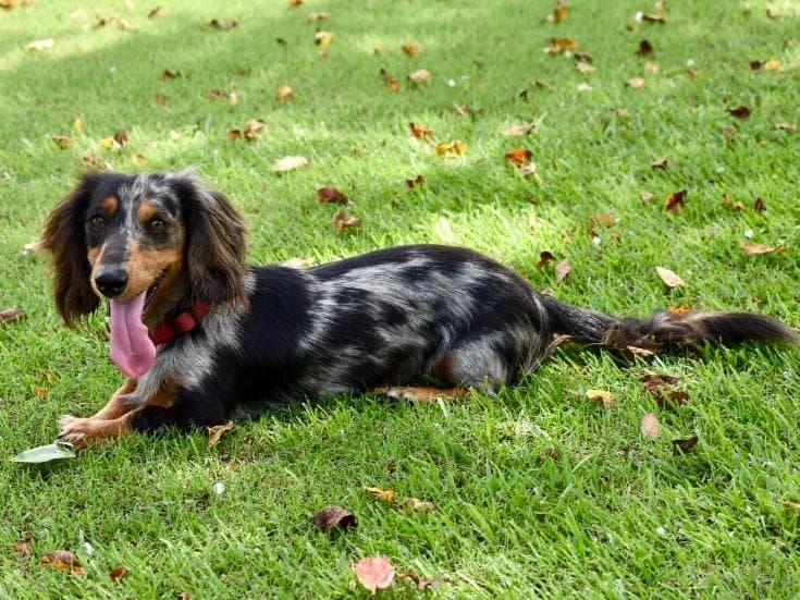 Dachshund Puppies breeder image 14