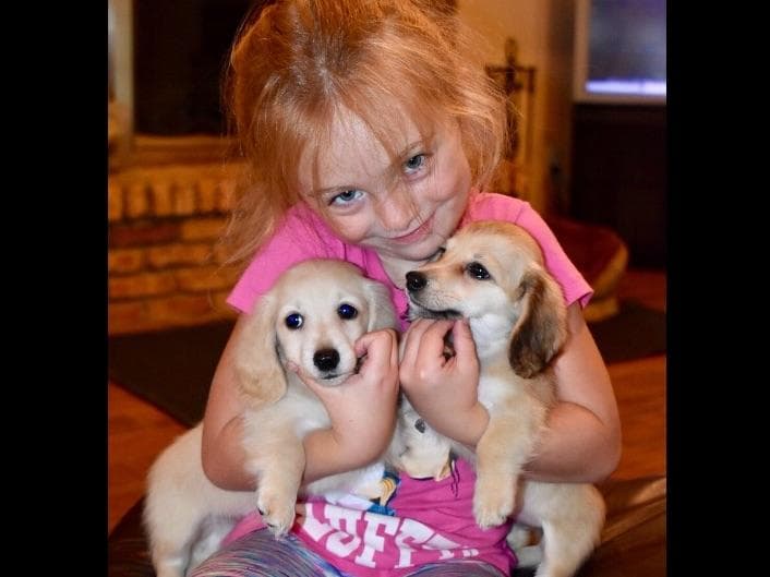 Dachshund Puppies breeder image 16