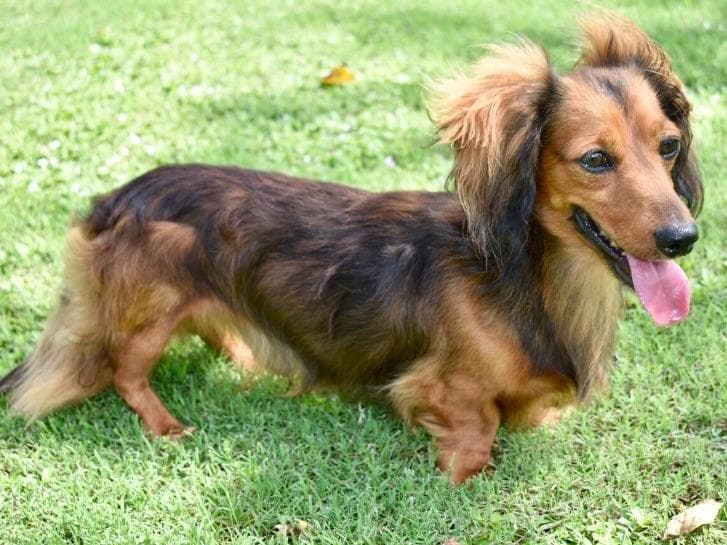 Dachshund Puppies breeder image 15